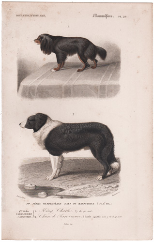 King Charles Spaniel, Newfoundland